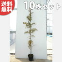 ■送料無料■【10本セット】 ヒノキ 樹高0.8m前後 15cmポット ひのき 苗木 苗 植木 庭木 生け垣 シンボルツリー 常緑樹