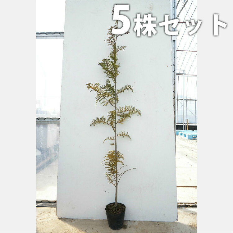 ������̵������5�ܥ��åȡ� �ҥΥ� ����0.8m���� 15cm�ݥå� �ҤΤ� ���� �� ���� ���� ������ ����ܥ�ĥ꡼ ���м�