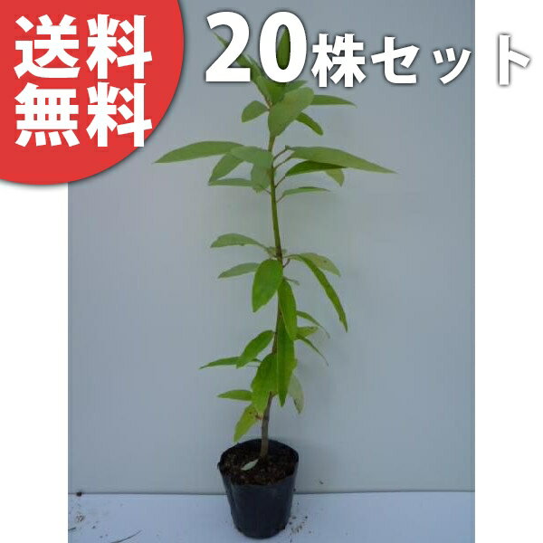 ������̵������20�ܥ��åȡ� �ҥ�楺��� ����0.3m���� 10.5cm�ݥå� �楺��� �Ҥ�椺��� ���� �� ���� ���� ������ ���ڡ�����