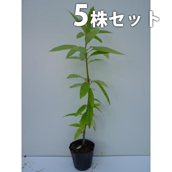 ������̵������5�ܥ��åȡ� �ҥ�楺��� ����0.3m���� 10.5cm�ݥå� �楺��� �Ҥ�椺��� ���� �� ���� ���� ������ ���ڡ�����