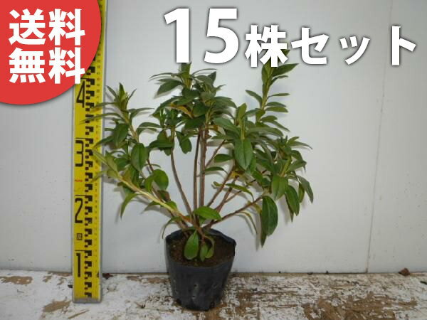 ������̵������15�ܥ��åȡ� �ҥ�ɥĥĥ� ����0.3m���� 13.5cm�ݥå� �Ҥ�ɤĤĤ� ������ʤ� ���� �� ���� ���� ������ �֤�ڤ����� �դ˲֤�...