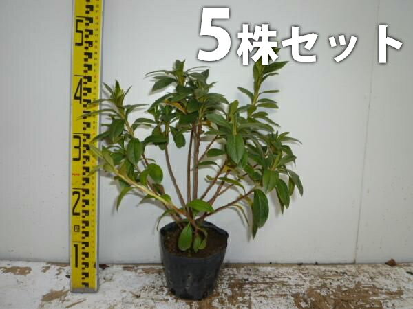 ������̵������5�ܥ��åȡ� �ҥ�ɥĥĥ� ����0.3m���� 13.5cm�ݥå� �Ҥ�ɤĤĤ� ������ʤ� ���� �� ���� ���� ������ �֤�ڤ����� �դ˲֤��...