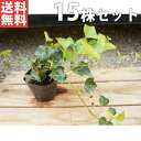 ■送料無料■ ヘデラ・ヘリックス 10.5cmポット アイビー 苗木 苗 植木 庭木 生け垣 下草・グランドカバー