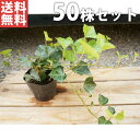 ■送料無料■【50ポットセット】 ヘデラ・ヘリックス 10.5cmポット アイビー 苗木 植木 苗 庭木 生け垣 下草・グランドカバー