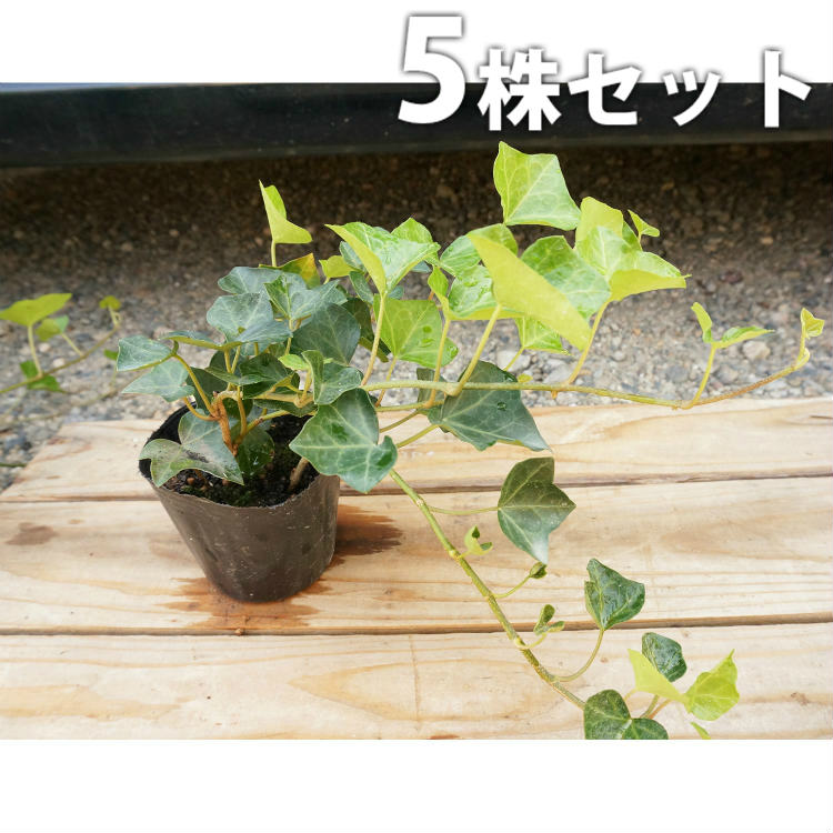 【5ポットセット】 ヘデラ・ヘリックス 10.5cmポット アイビー 苗木 苗 植木 庭木 生け垣 下草・グランドカバー