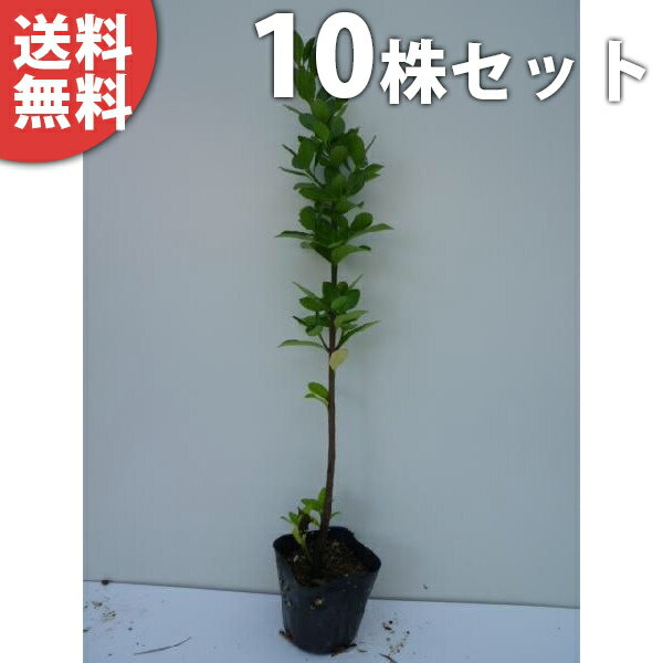 ■送料無料■ マサキ 樹高0.3m前後 10.5cmポット まさき 苗 苗木 生垣 植木 庭木 生け垣 目隠し