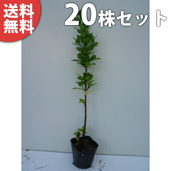 ■送料無料■【20本セット】 マサキ 樹高0.3m前後 10.5cmポット まさき 苗 苗木 生垣 植木 庭木 生け垣 目隠し