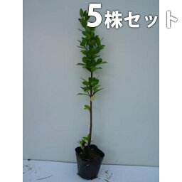 【5本セット】 マサキ 樹高0.3m前後 10.5cmポット まさき 苗 苗木 生垣 植木 庭木 生け垣 目隠し