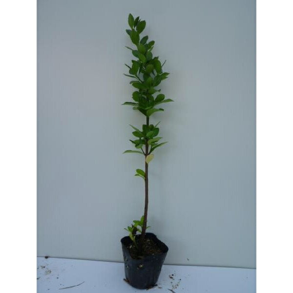 �ޥ��� ����0.3m���� 10.5cm�ݥå� �ޤ��� �� ���� ���� ���� ���� ������ �ܱ��� 1�ܡʤ����ʥ��å����䤢��ޤ���