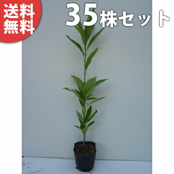 ■送料無料■ マテバシイ 樹高0.5m前後 10.5cmポット まてばしい 苗木 苗 植木 庭木 生け垣 シンボルツリー 常緑樹