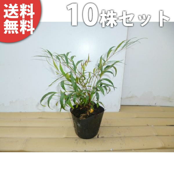 ■送料無料■【10本セット】 マホニア・コンフューサ 樹高0.2m前後 9cmポット まほにあ 苗木 ...
