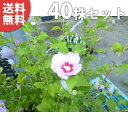 y40{Zbgz NQ 0.5mO 10.5cm|bg c c A  _ Ԃyޖ ĂɉԂ炩AؓW