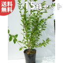 ■送料無料■【15本セット】 ムラサキシキブ(コムラサキシキブ) 樹高0.5m前後 15cmポット 紫式部 むらさきしきぶ 苗木 苗 植木 庭木 生け垣 中木・...