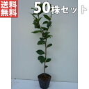 ■送料無料■【50本セット】 ヤブツバキ 樹高0.3m前後 10.5cmポット ツバキ 椿 つばき 山椿 ヤマツバキ 苗木 苗 植木 庭木 生け垣 花を楽しむ木...