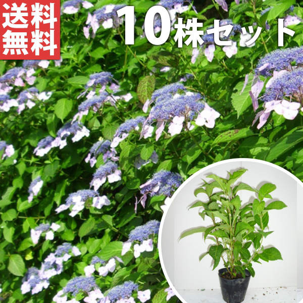 ■送料無料■【10本セット】 ヤマアジサイ 樹高0.3m前後 15cmポット 山紫陽花 やまあじさい 色指定なし 苗木 苗 植木 庭木 生け垣 花を楽しむ木 春に花を咲かせる植木特集
