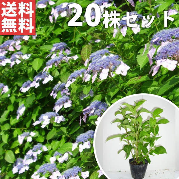 Other - ■送料無料■【20本セット】 ヤマアジサイ 樹高0.3m前後 15cmポット 山紫陽花 やまあじさい 色指定なし 苗木 苗 植木 庭木 生け垣 花を楽しむ木 初夏に花を咲かせる植木特集