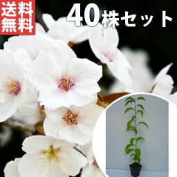 ■送料無料■【40本セット】 ヤマザクラ 樹高0.5m前後 10.5cmポット 山桜 サクラ・さくら・桜 苗木 苗 植木 庭木 生け垣 花を楽しむ木 春に花を咲かせる植木特集