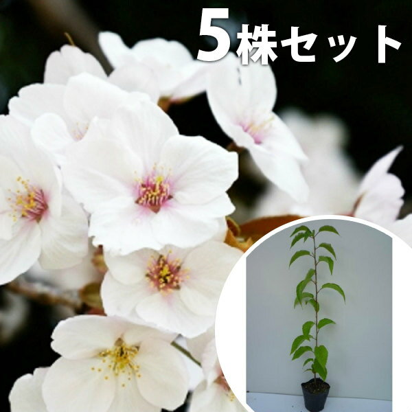 【5本セット】 ヤマザクラ 樹高0.5m前後 10.5cmポット 山桜 サクラ・さくら・桜 苗木 苗 植木 庭木 生け垣 花を楽しむ木 春に花を咲かせる植木特集