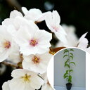 ヤマザクラ 樹高0.5m前後 10.5cmポット 山桜 サクラ・さくら・桜 苗木 苗 植木 庭木 生け垣 花を楽しむ木 春に花を咲かせる 1本(お得なセット販売...