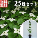 ■送料無料■【25本セット】 ヤマボウシ 樹高0.3m前後 10.5cmポット やまぼうし 落葉 落葉樹 苗木 苗 植木 庭木 生け垣 花を楽しむ木 春に花を咲...