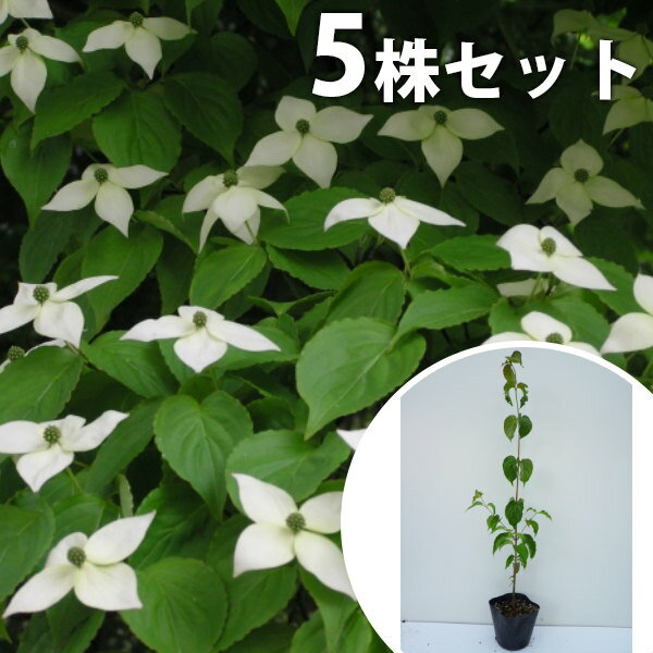 【5本セット】 ヤマボウシ 樹高0.5m前後 10.5cmポット やまぼうし 苗木 苗 植木 庭木 生け垣 花を楽しむ木 春に花を咲かせる植木特集