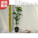 ■送料無料■【10本セット】 ヤマモモ 樹高0.5m前後 10.5cmポット 山桃 やまもも 苗木 苗 植木 庭木 生け垣 生垣 目隠し