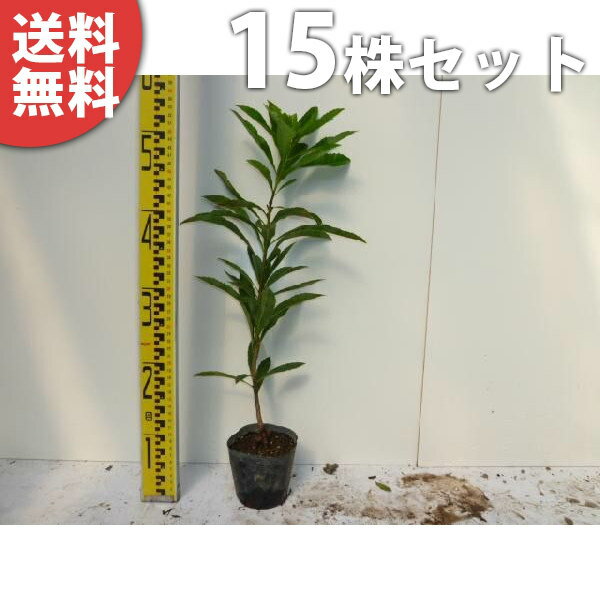 ■送料無料■ ヤマモモ 樹高0.3m前後 10.5cmポット 山桃 やまもも 苗木 苗 植木 庭木 生け垣 目隠し・生垣