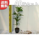 ■送料無料■【40本セット】 ヤマモモ 樹高0.5m前後 10.5cmポット 山桃 やまもも 苗木 苗 植木 庭木 生け垣 生垣 目隠し