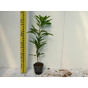 ヤマモモ 樹高0.5m前後 10.5cmポット 山桃 やまもも 苗木 苗 植木 庭木 生け垣 生垣 目隠し 1本(お得なセット販売あります)