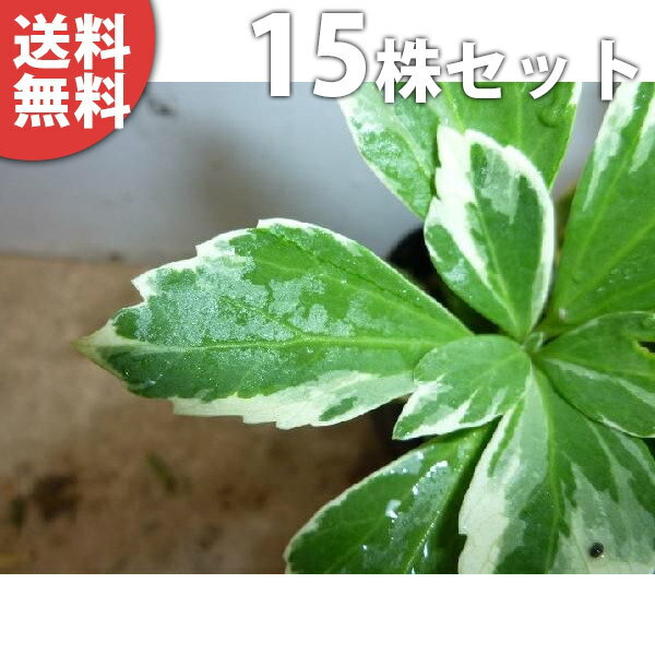 ������̵������15�ݥåȥ��åȡ� ������եå����� 9cm�ݥå� �եå����� �֡��ٵ���ˡ� �ݥå��� ���� �� ���� ���� ������ ���𡦥����ɥ��С�