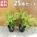 ■送料無料■【25本セット】 フィリフェラオーレア 樹高0.15m前後 10.5cmポット （コニファー）生垣 苗木 苗 植木 庭木 生け垣 下草・グランドカバー