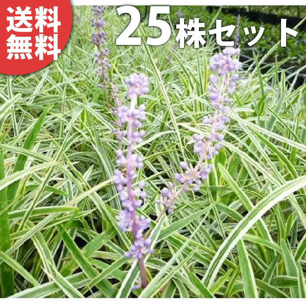 ������̵������25�ݥåȥ��åȡ� �������֥�� 10.5cm�ݥå� ��֥�� �ե����֥�� ��֤�� ���� �� ���� ���� ������ ���𡦥����ɥ��С�