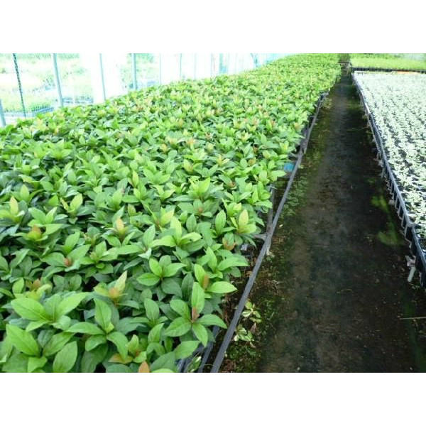 ��֥����� 9cm�ݥå� 鮴��� ��֤����� ���� �� ���� ���� ������ ���𡦥����ɥ��С� 1�ܡʤ����ʥ��å����䤢��ޤ���