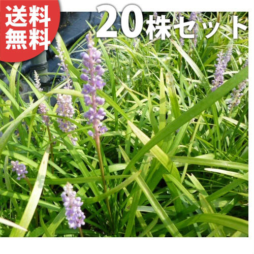 ������̵������20�ݥåȥ��åȡ� ��֥�� 10.5cm�ݥå� ��֤�� ���� �� ���� ���� ������ �֤�ڤ����� �Ƥ˲֤�餫���뿢���ý�