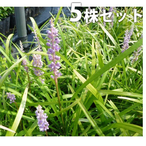 【5ポットセット】 ヤブラン 10.5cmポット やぶらん 苗木 苗 植木 庭木 生け垣 花を楽しむ木 夏に花を咲かせる植木特集のサムネイル