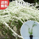 ■送料無料■【10本セット】 ユキヤナギ 樹高0.4m前後 15cmポット 雪柳 ゆきやなぎ 苗木 苗 植木 庭木 生け垣 花を楽しむ木 春に花を咲かせる 中木...
