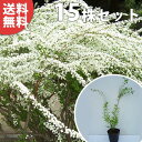 ■送料無料■【15本セット】 ユキヤナギ 樹高0.4m前後 15cmポット 雪柳 ゆきやなぎ 苗木 苗 植木 庭木 生け垣 花を楽しむ木 春に花を咲かせる 中木...