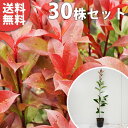 ■送料無料■【30本セット】 レッドロビン 樹高0.5m前後 10.5cmポット 苗木 苗 ベニカナメモチ ベニカナメ れっどろびん 垣根 生垣用 生垣 植木 庭木 生け垣 目隠し