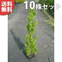 ■送料無料■【10本セット】 カイヅカイブキ 樹高0.8m前後 15cmポット カイズカイブキ かいずかいぶき 苗木 苗 植木 庭木 生け垣 生垣 目隠し
