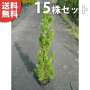 ■送料無料■【15本セット】 カイヅカイブキ 樹高0.8m前後 15cmポット カイズカイブキ かいずかいぶき 苗木 苗 植木 庭木 生け垣 生垣 目隠し