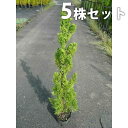 ■送料無料■【5本セット】 カイヅカイブキ 樹高0.8m前後 15cmポット カイズカイブキ かいずかいぶき 苗木 苗 植木 庭木 生け垣 生垣 目隠し