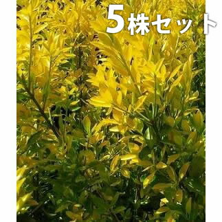 ■送料無料■ オウゴンマサキ 樹高0.5m前後 15cmポット 苗木 苗 おうごんまさき （黄金マサキ） スーパー黄金マサキ 生垣用 生垣 植木 庭木 生け垣 目隠し