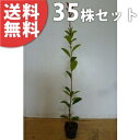 ■送料無料■【35本セット】 レッドロビン 樹高0.3m前後 10.5cmポット 苗木 苗 ベニカナメモチ ベニカナメ れっどろびん 垣根 生垣用 生垣 植木 ...
