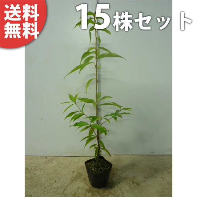 y15{Zbgz VJV 0.8mO 10.5cm|bg ~E 炩 |bg萶_p c c A  _ ډBE_