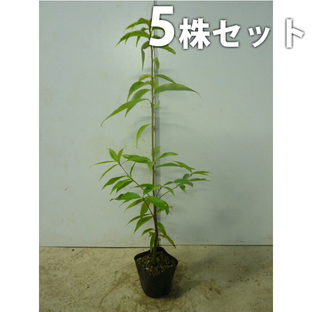 ������̵������5�ܥ��åȡ� ���饫�� ����0.8m���� 10.5cm�ݥå� ��ߡ���� ���餫�� �ݥå����������� ���� �� ���� ���� ������ ���� �ܱ���