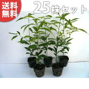 ■送料無料■【25本セット】 シラカシ 樹高0.3m前後 10.5cmポット 白樫・白橿 しらかし ポット入り生垣用 苗木 苗 植木 庭木 生け垣 生垣 目隠し