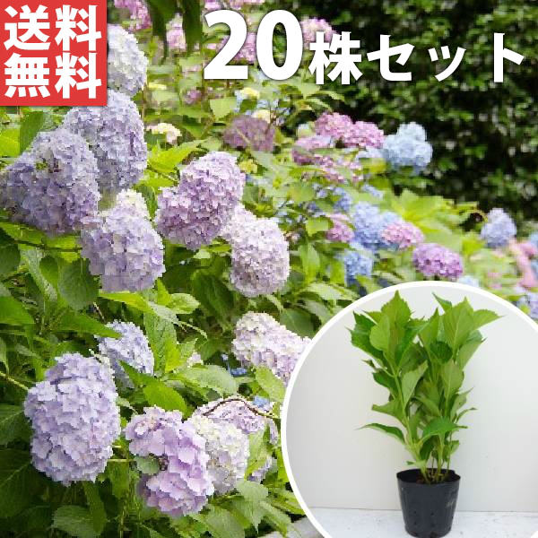 ■送料無料■【20本セット】 アジサイ 樹高0.3m前後 15cmポット 造園用 あじさい 紫陽花 西洋アジサイ 苗木 苗 植木 庭木 生け垣 色指定なし 花を楽しむ木 初夏に花を咲かせる植木特集