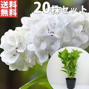 ■送料無料■【20本セット】 アジサイ（白） 樹高0.1m前後 15cmポット 白花 シロ あじさい 紫陽花 西洋アジサイ 苗木 苗 植木 庭木 生け垣 花を楽しむ木 初夏に花を咲かせる植木特集