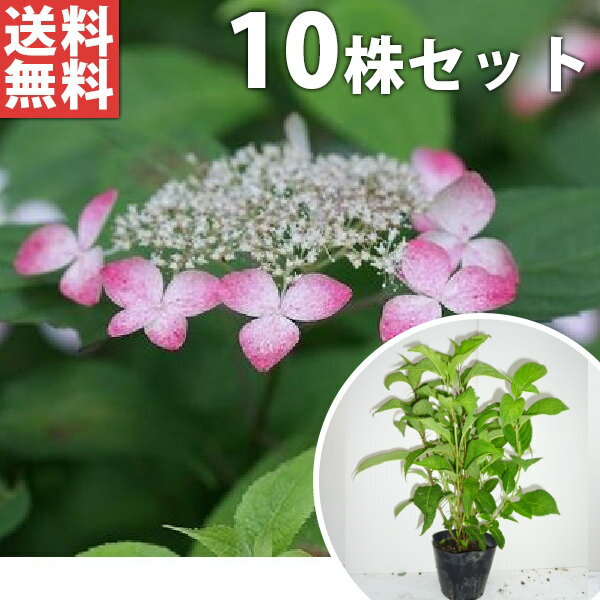 ■送料無料■【10本セット】 アジサイ・オトヒメ 樹高0.3m前後 15cmポット 乙姫 紫陽花 あじさい・おとひめ 苗木 苗 植木 庭木 生け垣 花を楽しむ木 初夏に花を咲かせる植木特集