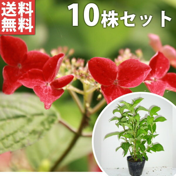 ■送料無料■【10本セット】 アジサイ・クレナイ 樹高0.3m前後 15cmポット 紅 紫陽花...